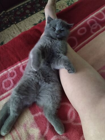 Продажа кошек: Британская короткошёрстная, 3 месяца, Девочка, Лиловый — 18