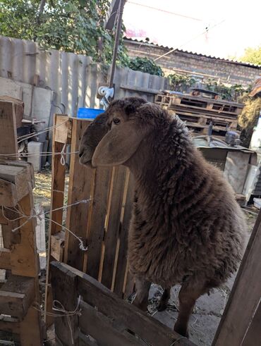Бараны, овцы: Продаю | Овца (самка) | Арашан | Для разведения | Племенные — 6