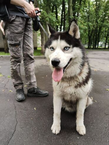 Собаки: Хаски, привозной с Казахстана, рост 75см в холке, вес 55кг, ищет даму