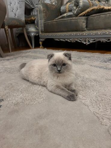 qara pişik şəkilləri: Şotland, Dişi, Pulsuz çatdırılma