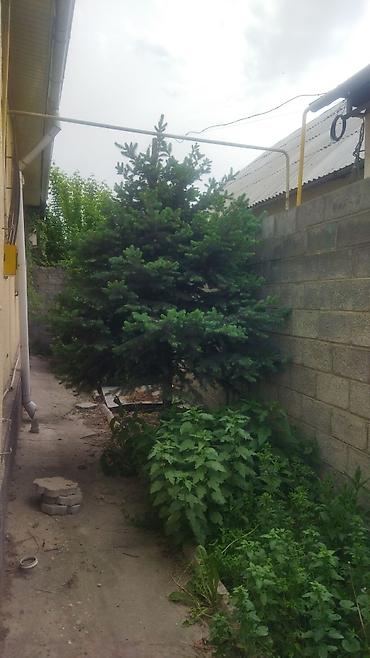 Ель: Ель голубая (Picea pungens), выращенная на участке. Описание: - — 3