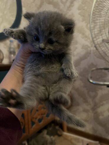 Pişiklər: Britan, Erkək, Dişi, Ünvandan götürmə -da lalafo.az — 10 Pişiklər: Britan, Erkək, Dişi, Ünvandan götürmə — 10