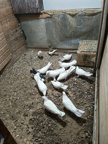 ekran ucun pisik sekilleri: Məhsul: Göyərçinlər (ev quşları) — 3