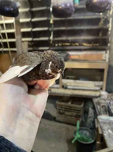 Другие с/х животные: Китайские расписные перепелки - Породы/окрасы: смешанные – тёмные — 28