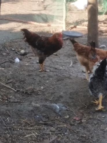 suda yaşayan heyvanlar: Satılır kənd şəraitində saxlanılan qarışıq rəngli 3 ay yarımlıq — 4