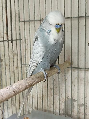 sarı quş: Jumbo balalar ve cute hazir iki erkek.Qiymet 100-150 arasi — 10