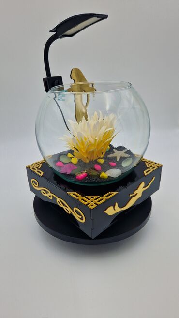 Akvariumlar: Yumru akvarium, Balıqlarla birlikdə, 3 l, Pulsuz çatdırılma — 6