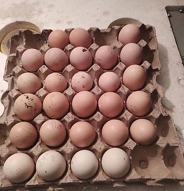 декоративный кур: Продаю | Куры, Петух | Полубрама, Домашняя | На забой, Для разведения, Несушки — 5