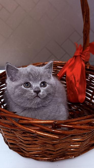 мейн кун котята: Выставляются на продажу милые котята Шотландской породы,чистокровные с — 4