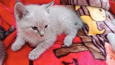 сиамские котята: Котята,отдам в добрые и заботливые руки к лотку приучены кушают