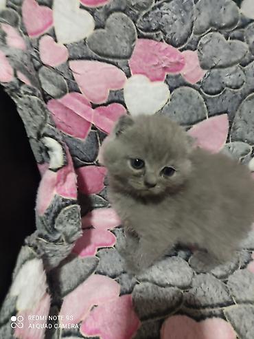 Pişiklər: Şotland yastı qulaq, Erkək, Dişi, Ünvandan götürmə — 4