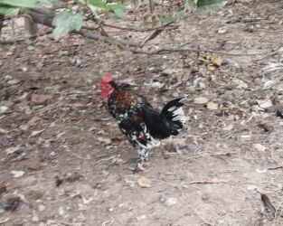 dana qiyməti xacmaz: Yaponkalar.Hər biri 20 manat at lalafo.az dana qiyməti xacmaz: Yaponkalar.Hər biri 20 manat