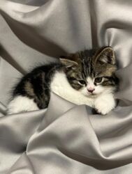 шотландская кошка шиншилла: Скотиш Страйт (Шотландиялык тик кулактуу), 2 айлык, Эркек, Лотокко барууга үйрөтүлгөн, Курттардан тазаланган, Документтери менен