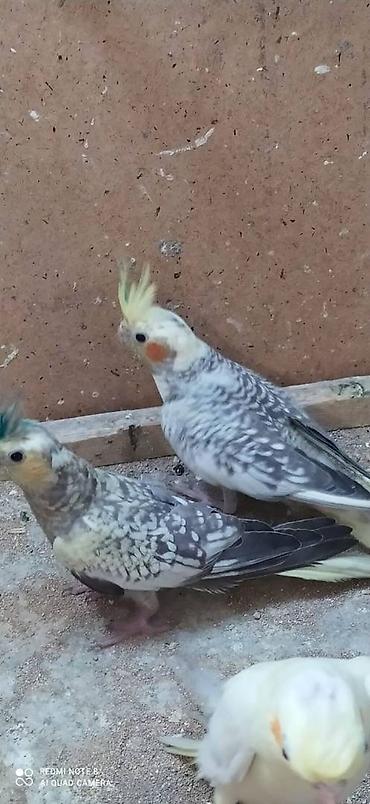 danisan quslar: Salam. Karella adi ile taninmis olan quslar satilir'yaslari 1ay 15 — 3