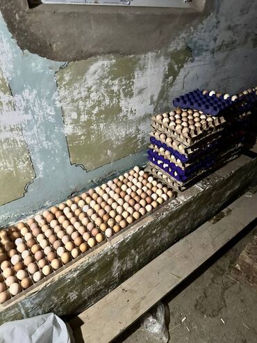 inkubatorlar: İnkubator üçün mayali yumurtalar satişda!” toyuqçuluqla məşğul