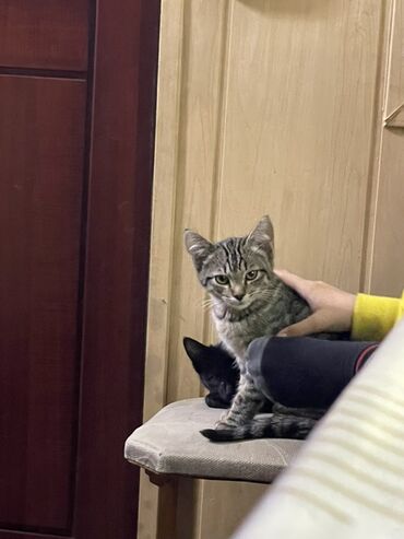 купить котенка вислоухого: Кошка даром: Британская короткошёрстная, 2 месяца, Девочка
