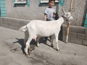дойная коза: Продаю | Коза (самка) | Для разведения, Для молока