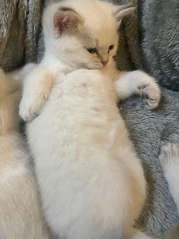 Pişiklər: Şinşilla — 10