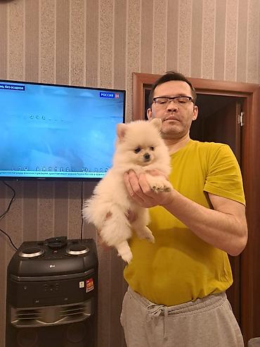 İtlər: Şpitz — 3