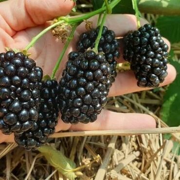 Ежевика: Ежевика Оптом, Бесплатная доставка, Самовывоз — 9