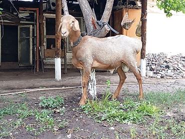 Баран, овца: Продаю | Баран (самец) — 5