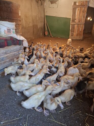 Ördəklər: 107 dene yawil baw ordek 23 gunukdu 3 .70 1 densi cem satlir unvan — 9