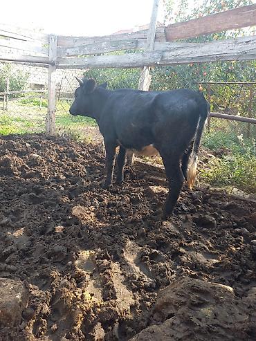 it satisi ucuz: 1 ci qarina Sentyabrda mayalanib Simmental Bugadan Super sudluk ineyin — 1