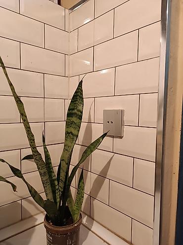 ana ureyi: Otaq bitkiləri – sukulent və kaktus koleksiyası - Sansevieria — 1