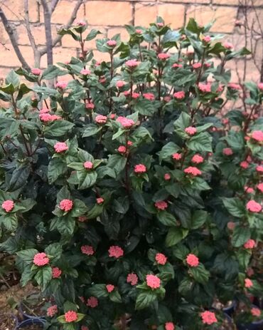 Toxumlar: Həyət gülleri. 90növ çesid var! — 27