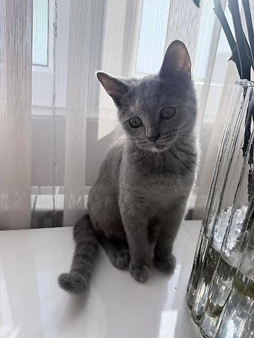 Кошки: Boz rəngli, qısa tüklü ev pişiyi. Şirin və mehriban xarakterli, sakit — 3
