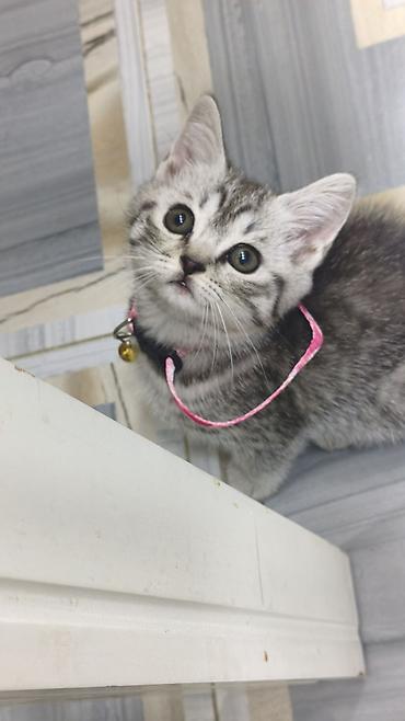 шотландская вислоухая кошка цена в баку: Шиншилла, Самка, В добрые руки, Платная доставка — 8