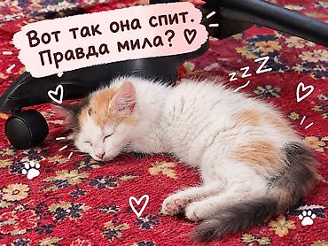 Табылган жана жоголгон мышыктар: Породасыз, 4 айлык, Ургаачы, Аргын — 4