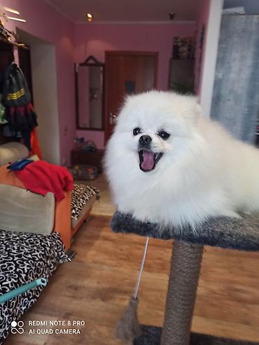 Вязка собак: Шпиц Померанский, Предлагается для вязки, не продается! Даёт — 7