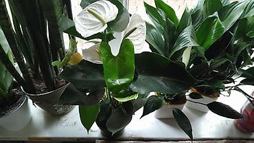 Антуриумы: Комнатные цветы в горшках — праздничная коллекция: - Антуриум — 7