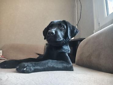 iri buynuzlu: Labrador-retriver, 6 ay, Dişi, Sənədli, Ünvandan götürmə — 3