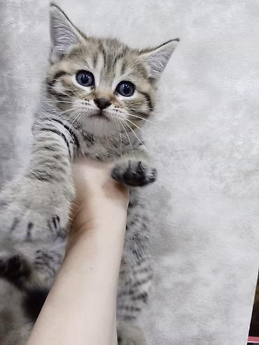 gəncə pişik: Şinşilla, Erkək, Dişi, Yaxşı əllərə, Ödənişli çatdırılma — 1