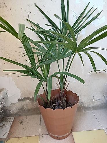 ciledagi bitki: Otaq üçün dekorativ palma (pəncərə-palması tiplidir), plastik qəhvəyi — 1