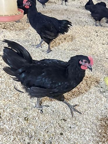 heyrati xoruzu: Xoruz, il: <1, Ünvandan götürmə, Pulsuz çatdırılma, Rayonlara çatdırılma — 4