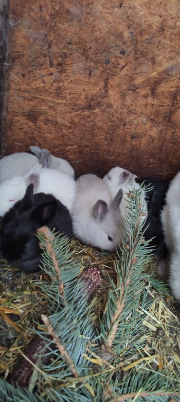 Кролики: Продаю | Крольчата — 3