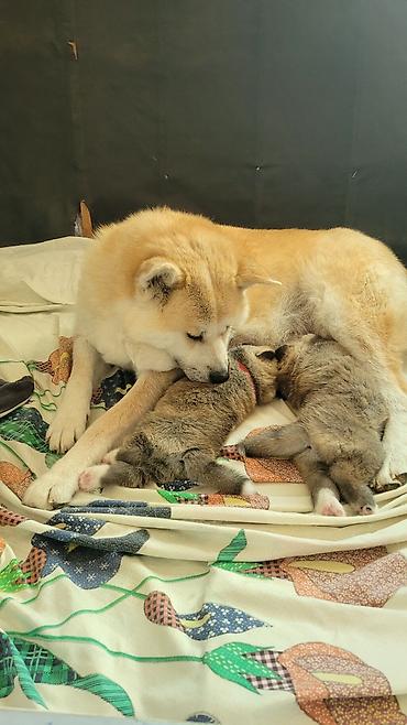 İtlər: Akita-inu — 5