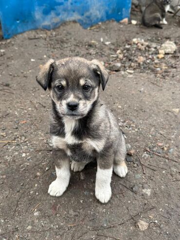 собаки охота: Собака даром: Дворняжка, 2 месяца, Самец