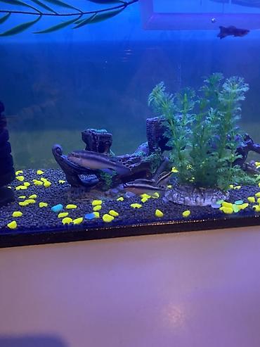 Akvariumlar: 3 ədəd papuqay balığı satılır biri böyük ikisi baladır vhatsaap ilə — 4