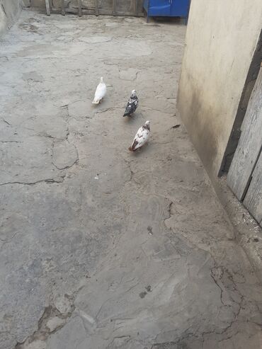 Amadinlər: 2 maya 1 erkey 3 nin qiymeti 10 azn