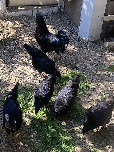 Toyuqlar: Toyuq, Damazlıq, Ödənişli çatdırılma — 9