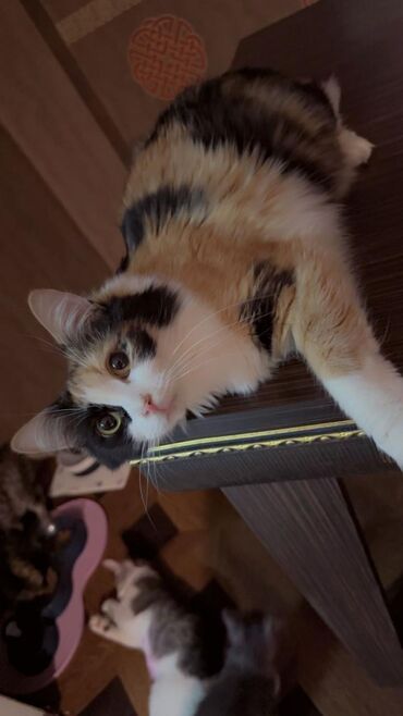 Pişiklər: Sekilleri cevirib baxin korpelikden mende evde boyuyen balalarim heer -da lalafo.az — 7 Pişiklər: Sekilleri cevirib baxin korpelikden mende evde boyuyen balalarim heer — 7