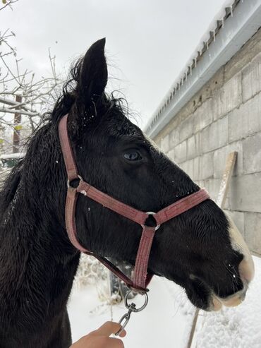 собака доберман сколько стоит: Продаю | Конь (самец) | Рабочий