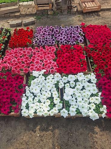 Другие садовые цветы и кустарники: Только оптом.По штучно не звонить.Рассада однолетних цветов для клумб — 10