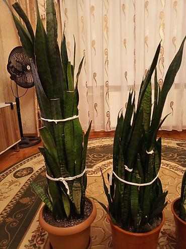 xolikan bitkisi: Sansevieria (Qayın dili) otaq bitkiləri - Növ: Sansevieria — 4