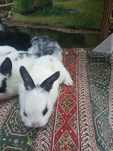 Dovşanlar: 1-ci şəkildəki yarı karlik Dovşanlar 15-azn. 3-cü şəkildəki Ag -AgQara — 26