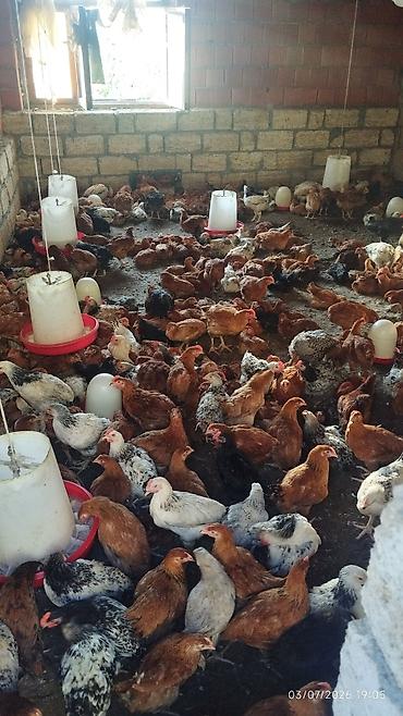 ev quşları haqqında melumat: Xarkov sibris lider 55 cinslər - Qrup halında yetişdirilmiş, azad — 4